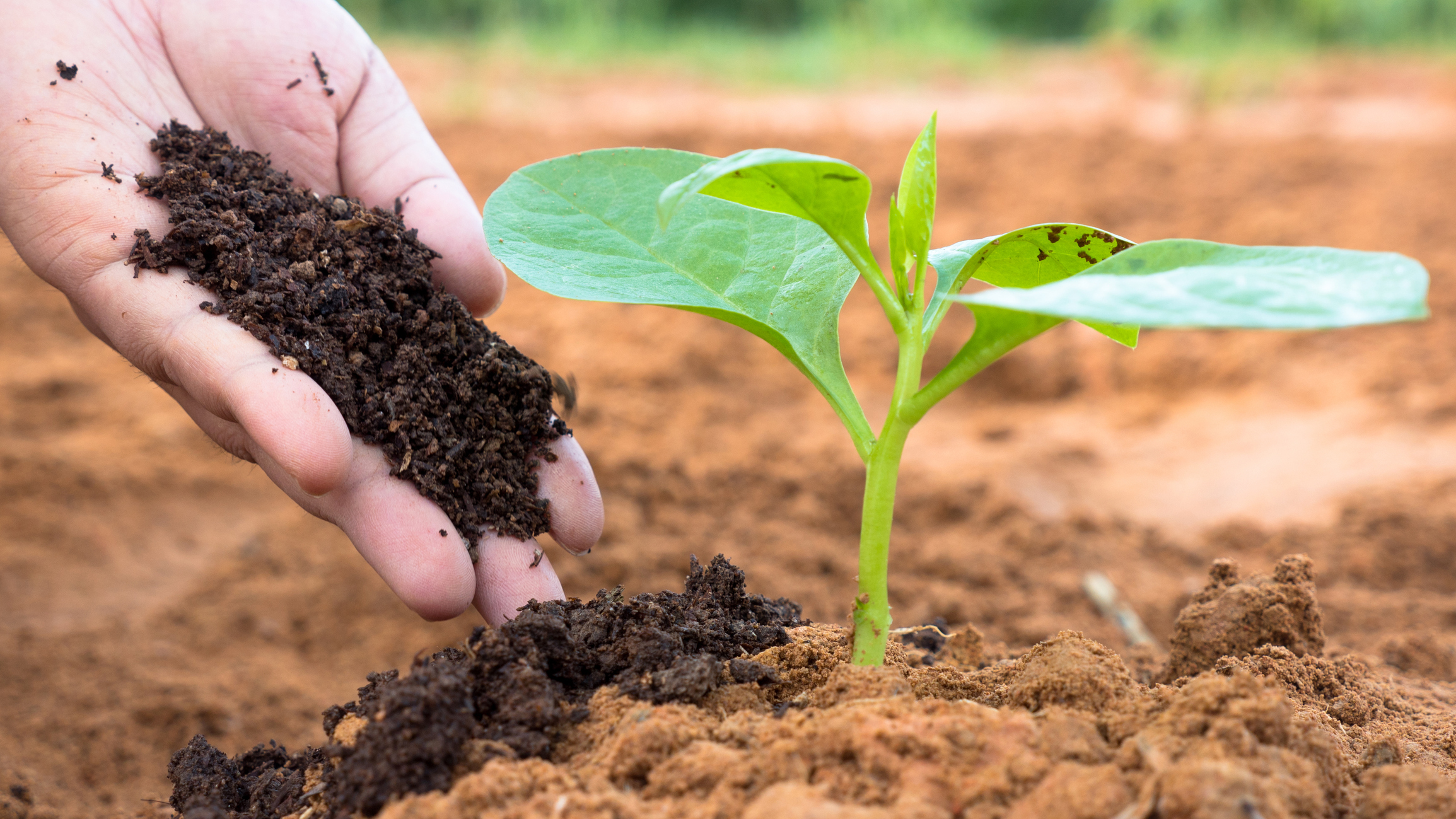 Farmer hand giving plant organic humus fertilizer to plant